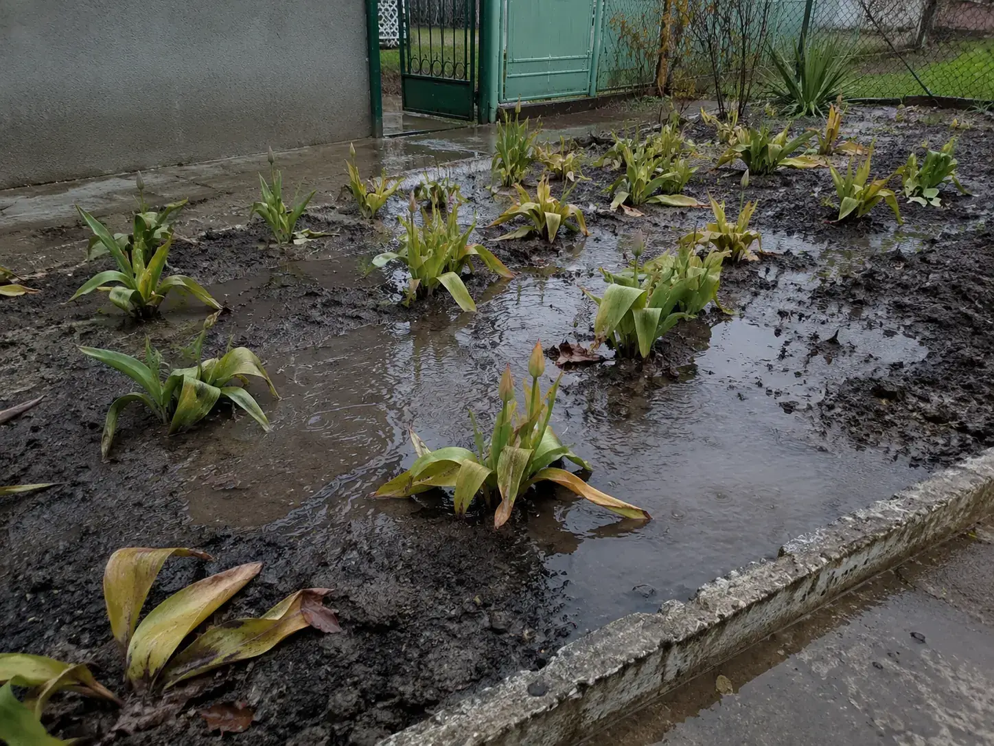 Застій води на клумбі