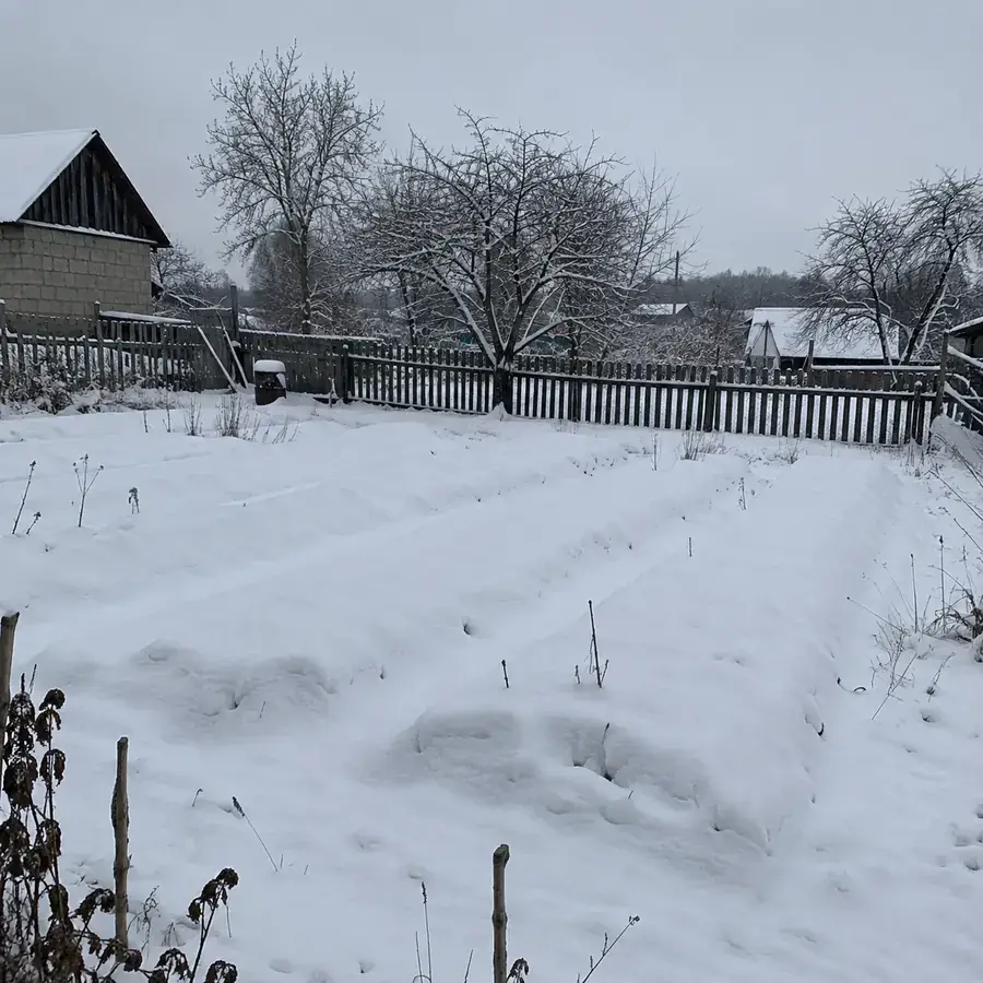 Зимова картопляна грядка під снігом